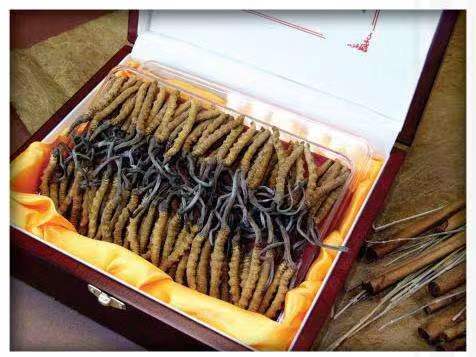 永和冬虫夏草回收